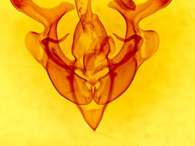 genitalia view of adult Homorthodes furfurata uniformis