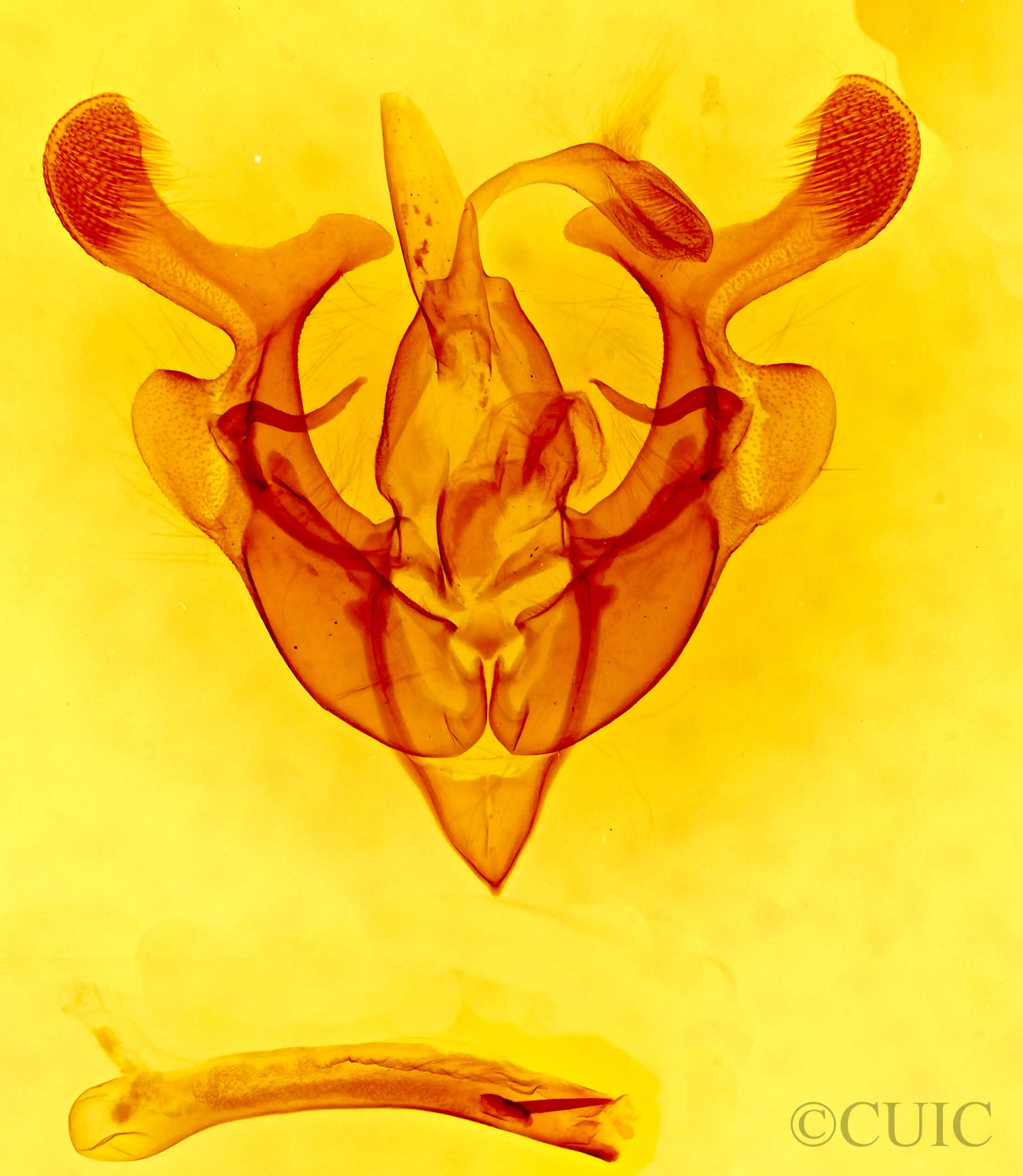 genitalia view of adult Homorthodes furfurata uniformis