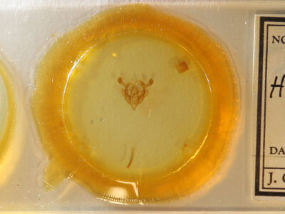 slide view of adult Homorthodes furfurata uniformis