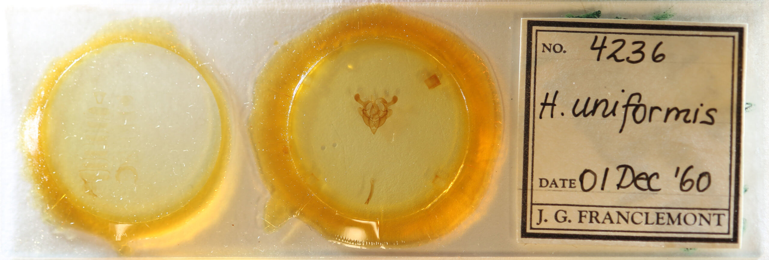 slide view of adult Homorthodes furfurata uniformis