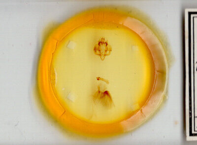 slide view of adult Hypocala andremona