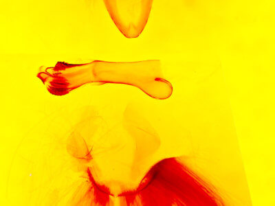 genitalia view of adult Hypocala andremona