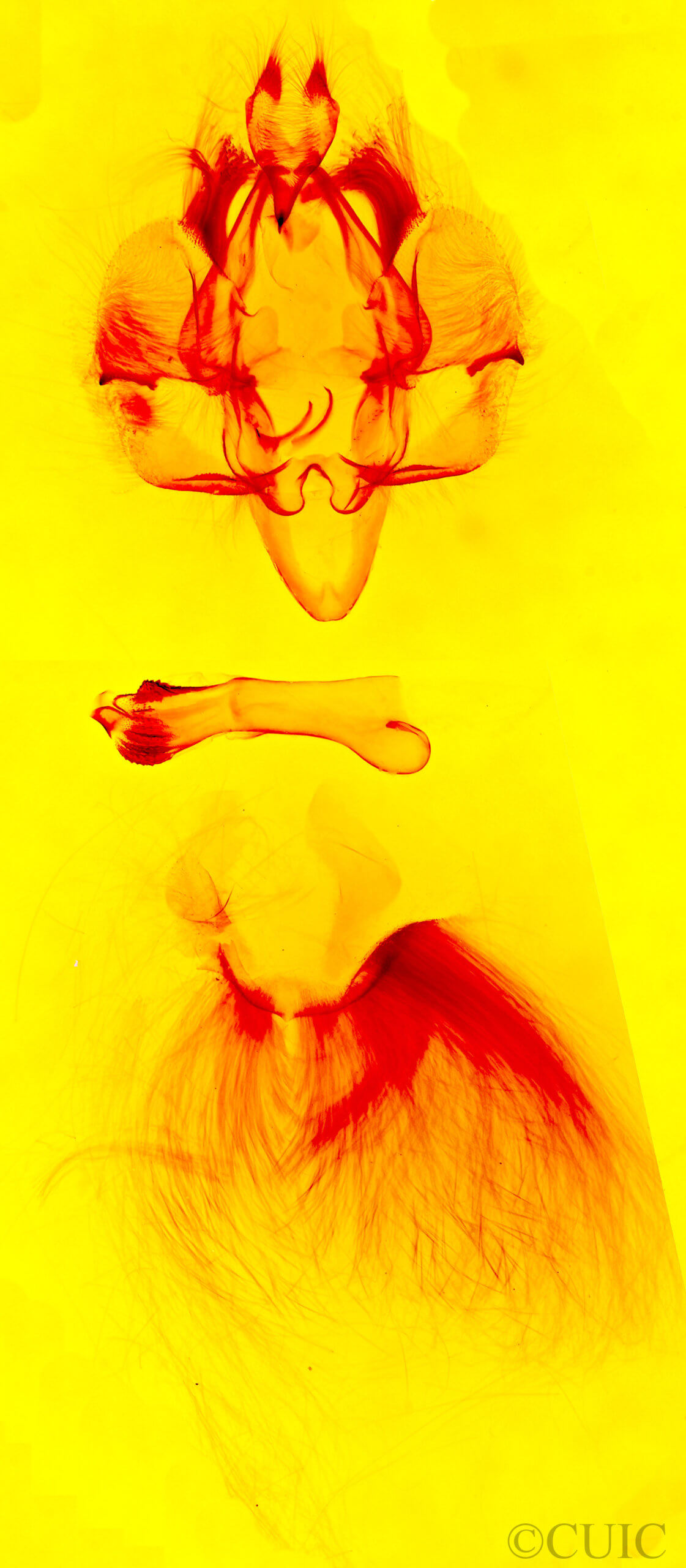 genitalia view of adult Hypocala andremona