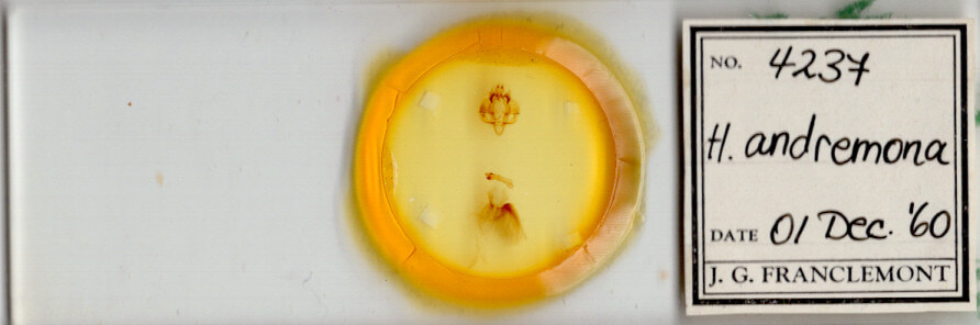 slide view of adult Hypocala andremona