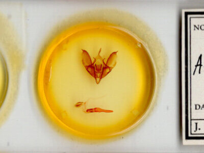 slide view of adult Acronicta beameri