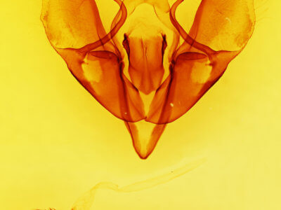 genitalia view of adult Acronicta beameri