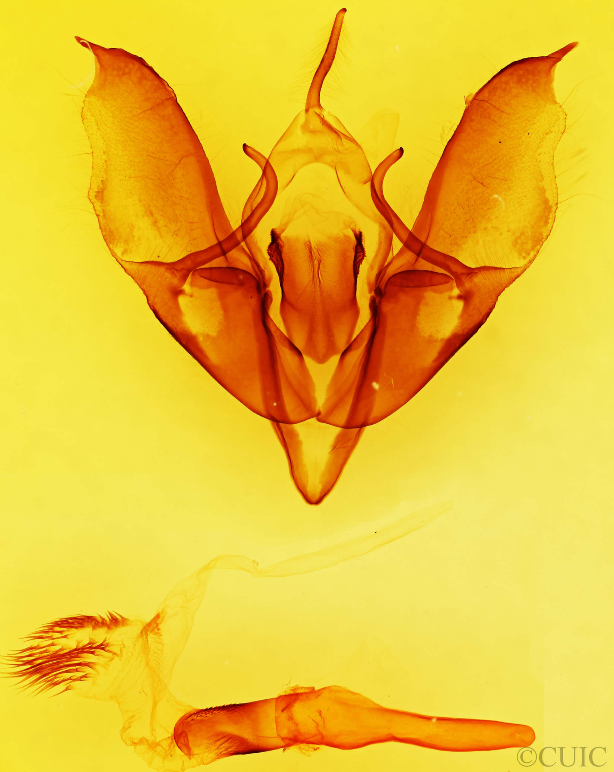 genitalia view of adult Acronicta beameri
