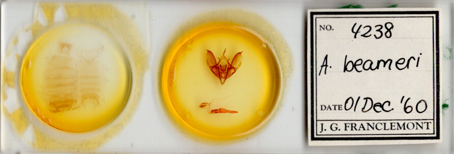 slide view of adult Acronicta beameri