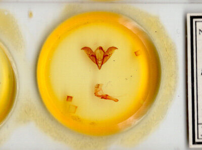 slide view of adult Acronicta atristrigatus