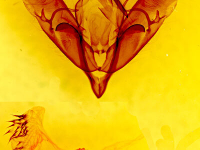 genitalia view of adult Acronicta atristrigatus