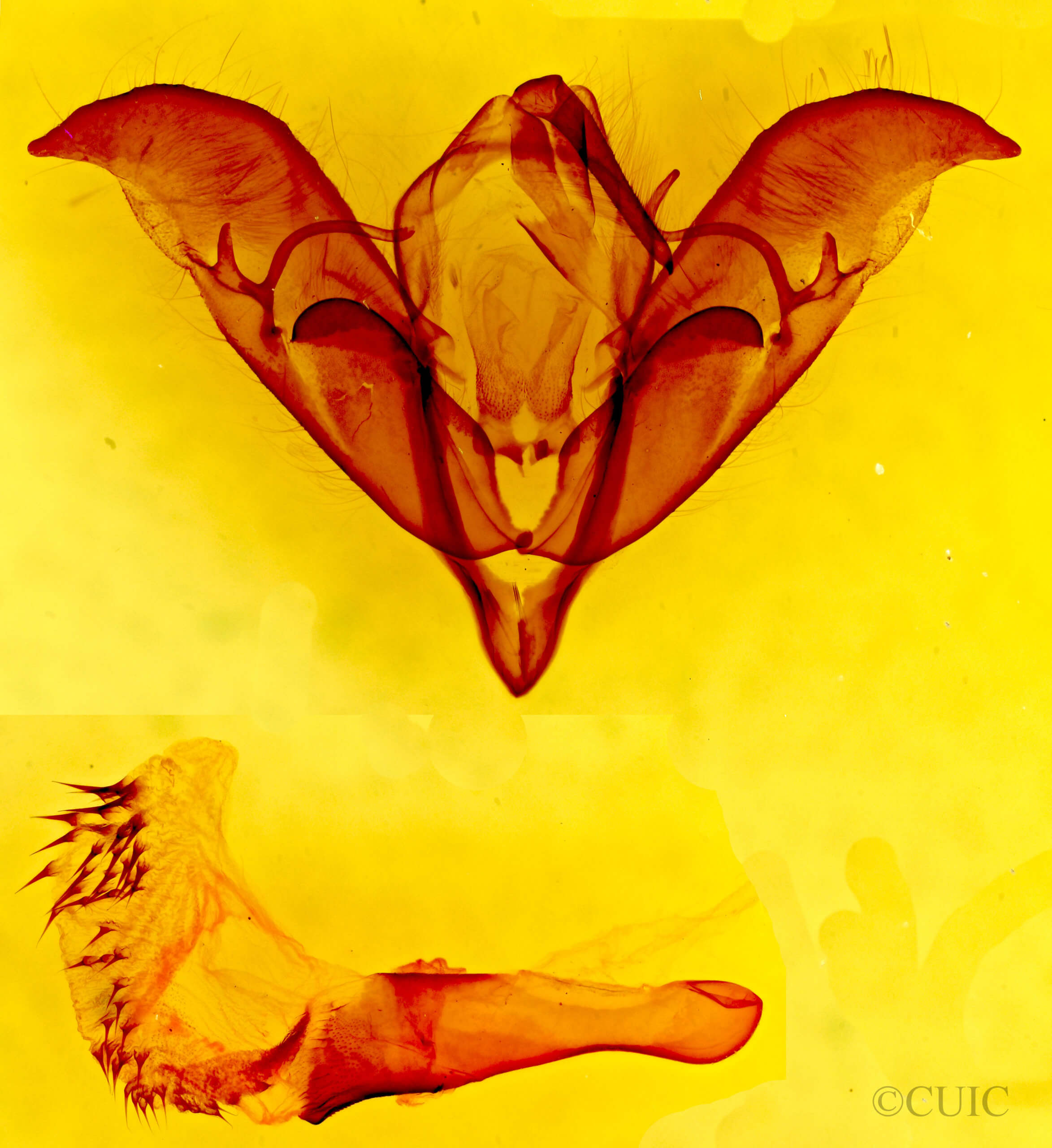 genitalia view of adult Acronicta atristrigatus