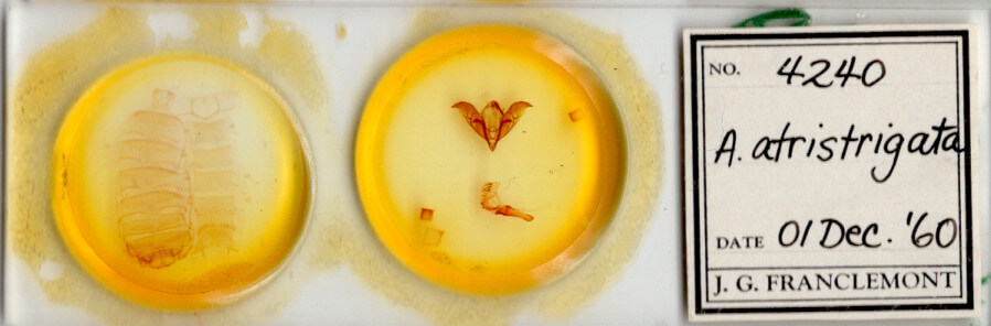 slide view of adult Acronicta atristrigatus