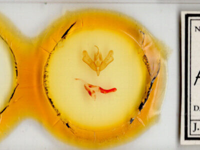 slide view of adult Acronicta marmorata