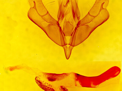 genitalia view of adult Acronicta marmorata