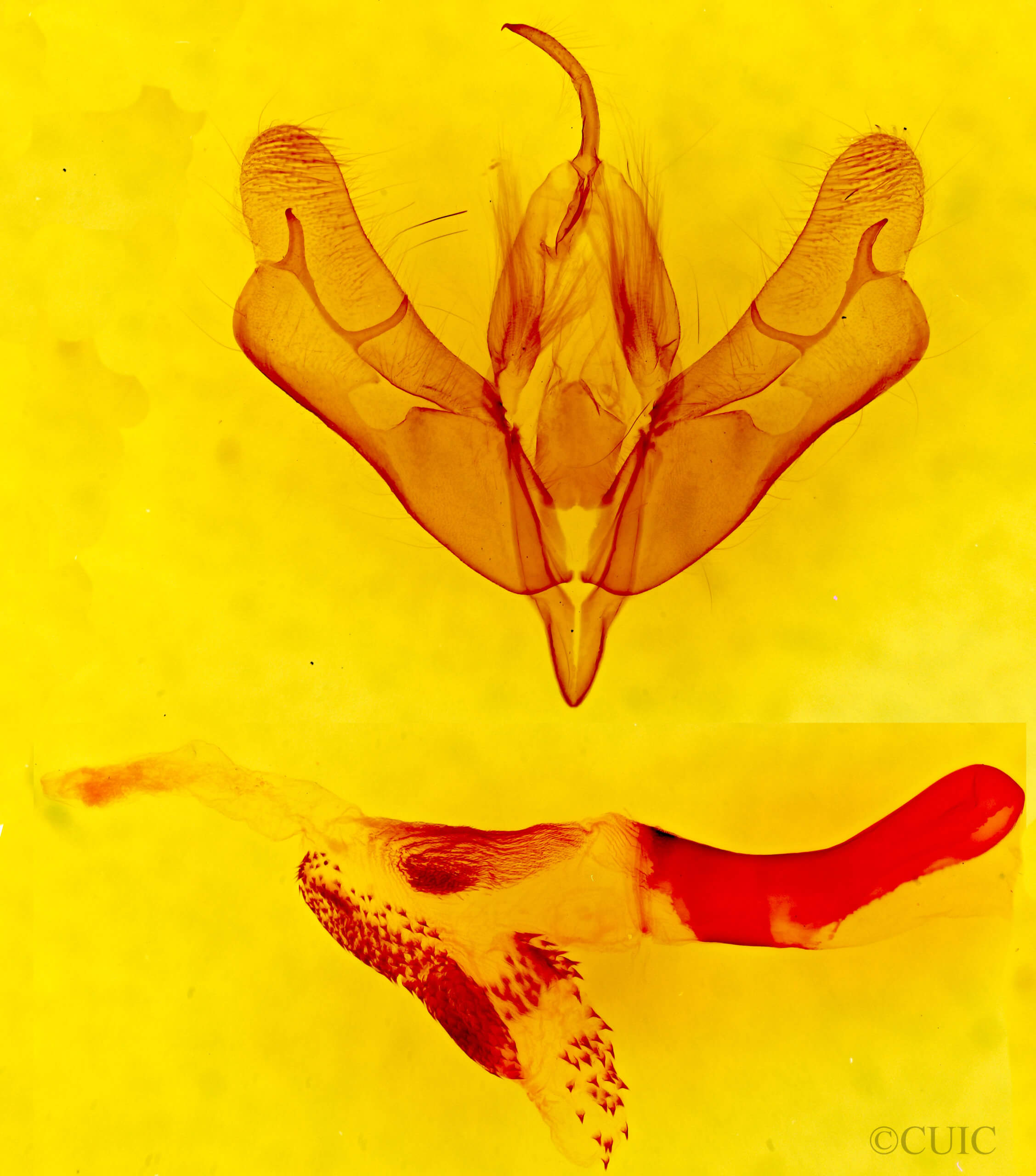 genitalia view of adult Acronicta marmorata