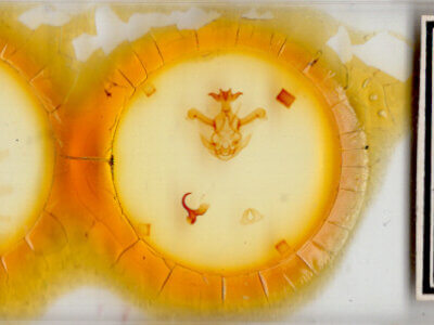 slide view of adult Symmerista zacualpana