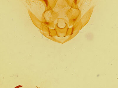 genitalia view of adult Symmerista zacualpana