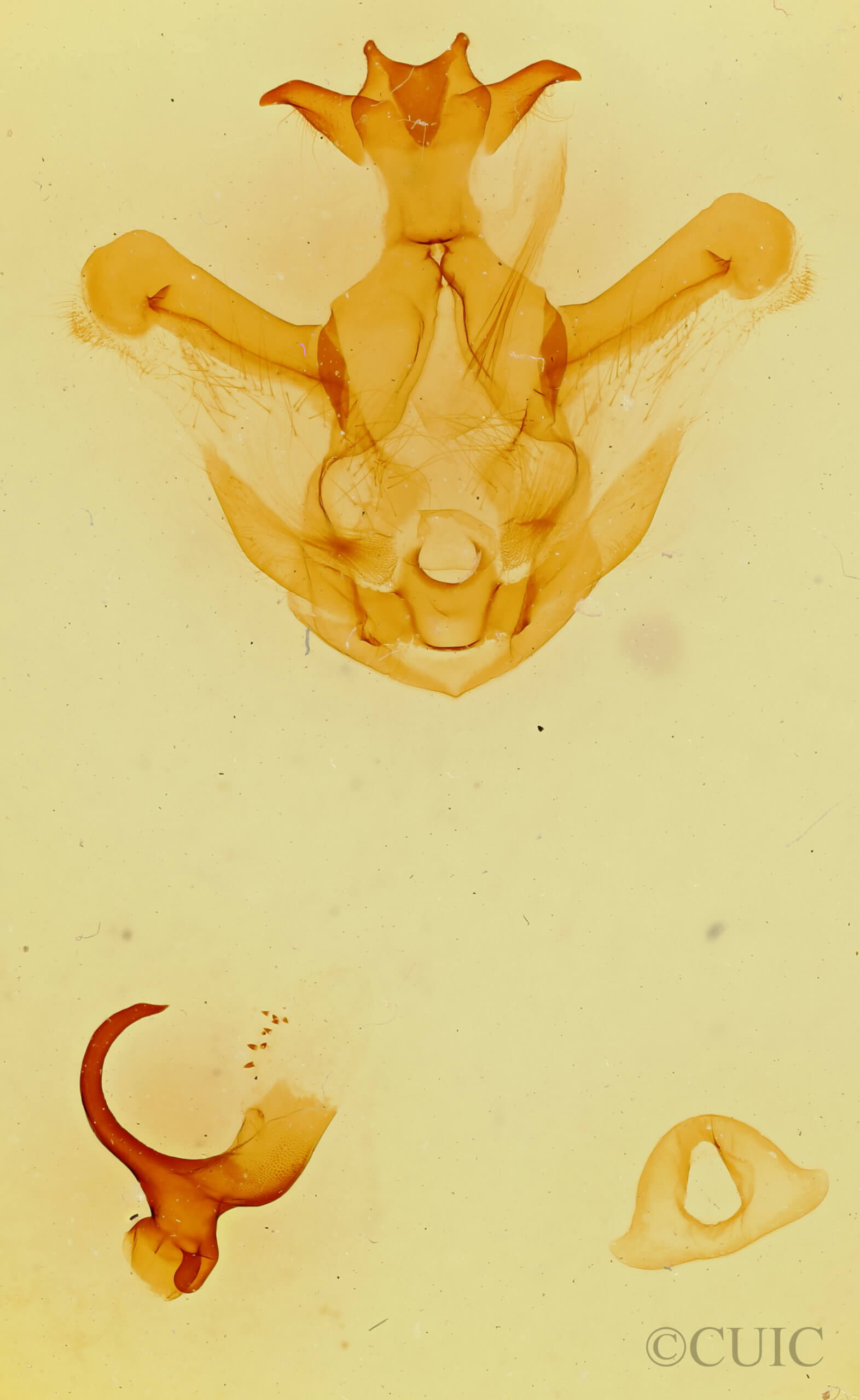 genitalia view of adult Symmerista zacualpana