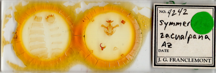 slide view of adult Symmerista zacualpana