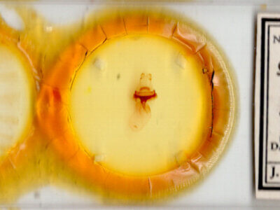 slide view of adult Symmerista zacualpana