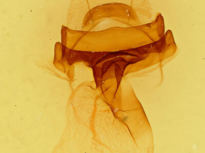 genitalia view of adult Symmerista zacualpana