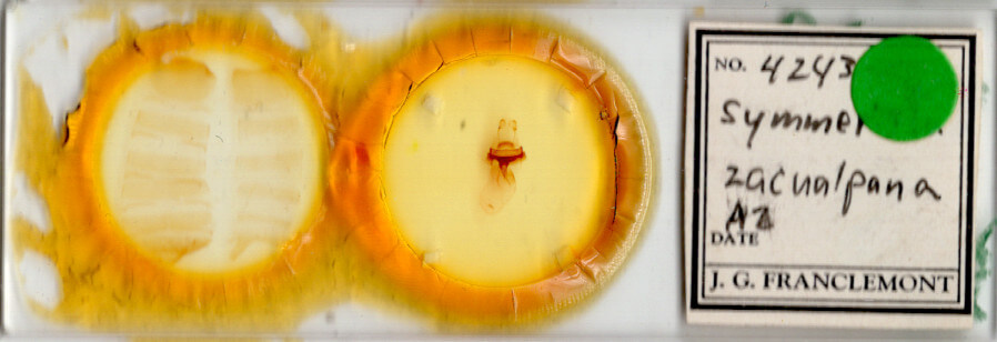 slide view of adult Symmerista zacualpana