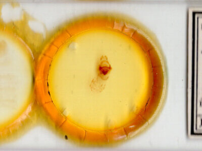 slide view of adult Symmerista leucitys