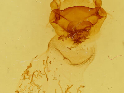 genitalia view of adult Symmerista leucitys