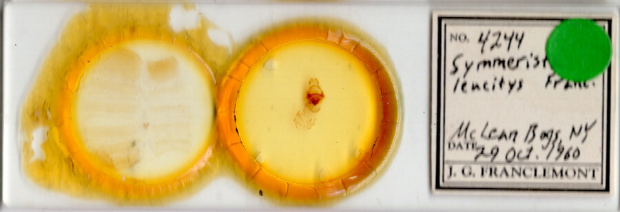 slide view of adult Symmerista leucitys