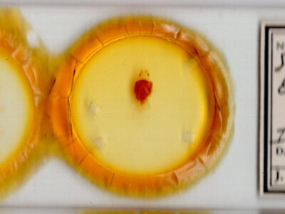 slide view of adult Symmerista canicosta