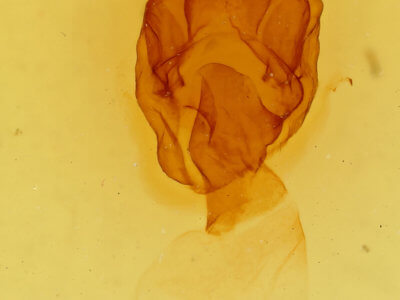 genitalia view of adult Symmerista canicosta