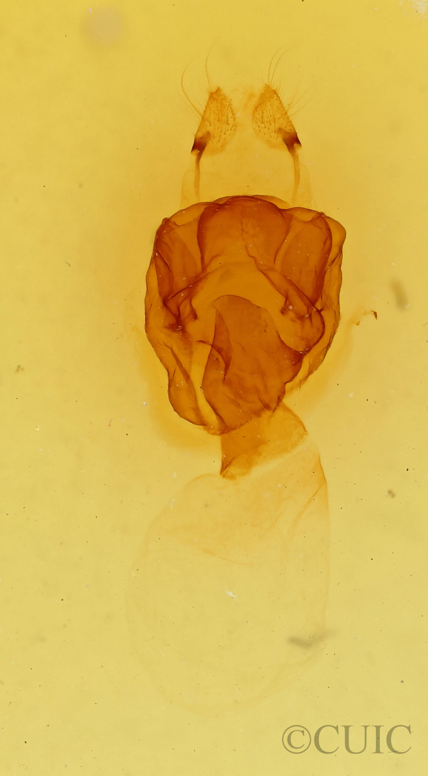 genitalia view of adult Symmerista canicosta
