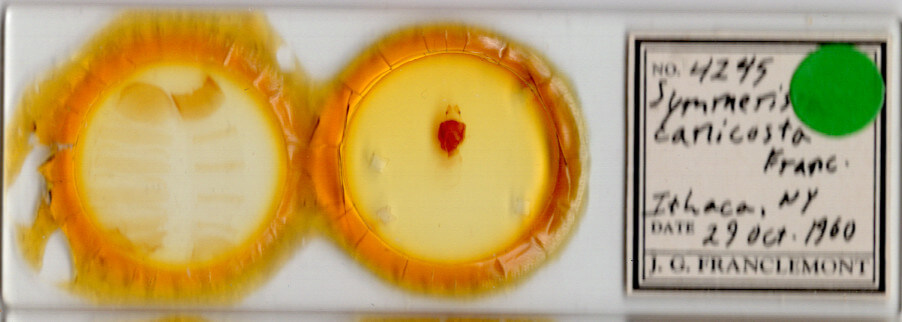 slide view of adult Symmerista canicosta