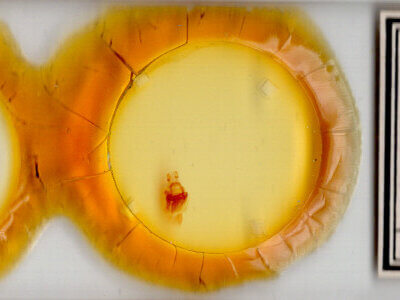 slide view of adult Symmerista albifrons