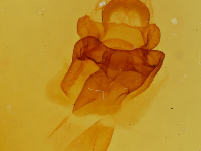 genitalia view of adult Symmerista albifrons