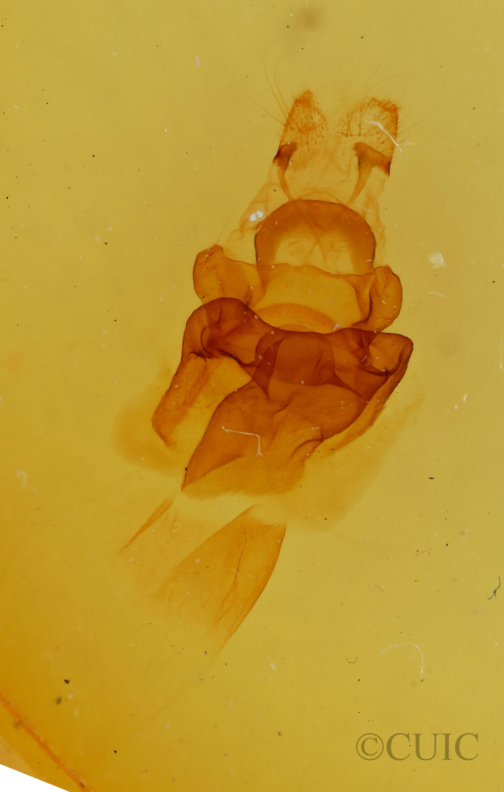 genitalia view of adult Symmerista albifrons