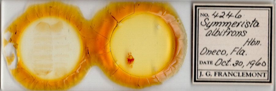 slide view of adult Symmerista albifrons