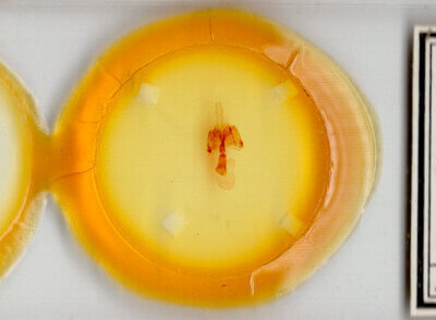 slide view of adult Homorthodes furfurata uniformis