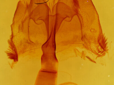 genitalia view of adult Homorthodes furfurata uniformis