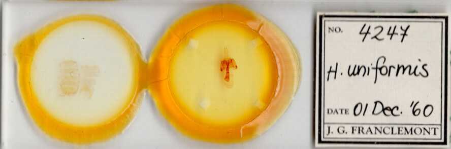 slide view of adult Homorthodes furfurata uniformis