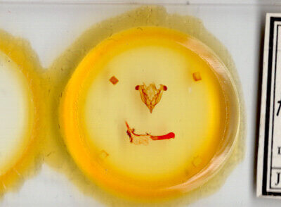 slide view of adult Homorthodes fractura