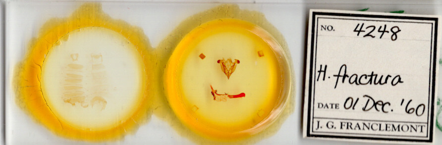 slide view of adult Homorthodes fractura