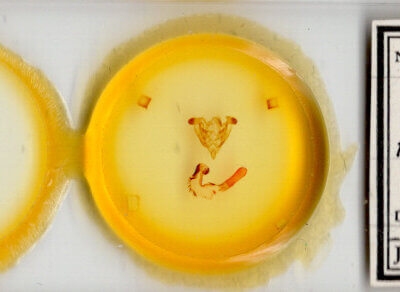 slide view of adult Homorthodes fractura