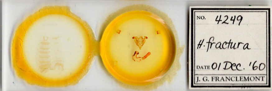 slide view of adult Homorthodes fractura