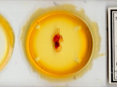 slide view of adult Homorthodes fractura