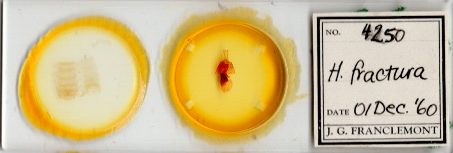 slide view of adult Homorthodes fractura