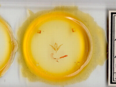 slide view of adult Hexorthodes nipana