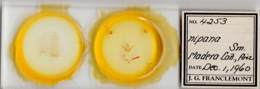 slide view of adult Hexorthodes nipana