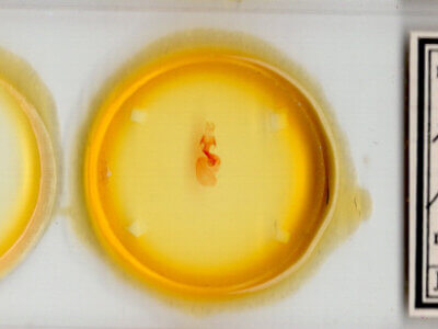 slide view of adult Hexorthodes nipana