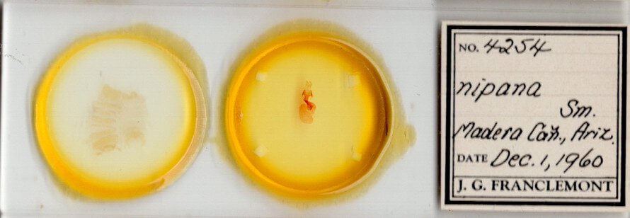 slide view of adult Hexorthodes nipana